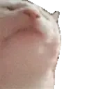 Emote Twitch CatJam : Chat qui danse